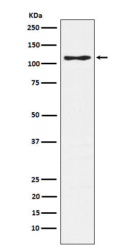 Western blot analysis of CD162 expression in Jurkat cell lysate.
