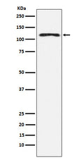 Western blot analysis of HLTF expression in K562 cell lysate.