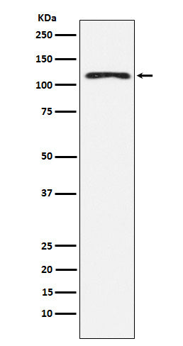 Western blot analysis of HLTF expression in K562 cell lysate.