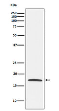 Western blot analysis of Claudin 4 expression in MCF7 cell lysate.