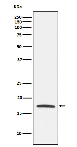 Western blot analysis of Claudin 4 expression in MCF7 cell lysate.