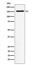 Western blot analysis of WAPL expression in Jurkat cell lysate.