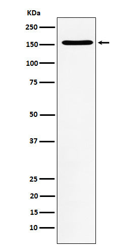Western blot analysis of WAPL expression in Jurkat cell lysate.