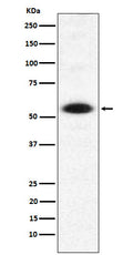 Western blot analysis of DMAP1 expression in Hela cell lysate.