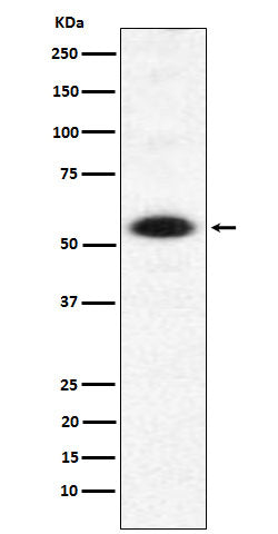 Western blot analysis of DMAP1 expression in Hela cell lysate.
