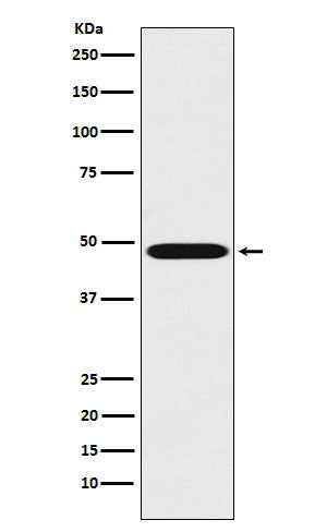 Western blot analysis of Renin expression in K562 cell lysate.