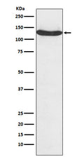 Anti-hnRNP U Monoclonal Antibody
