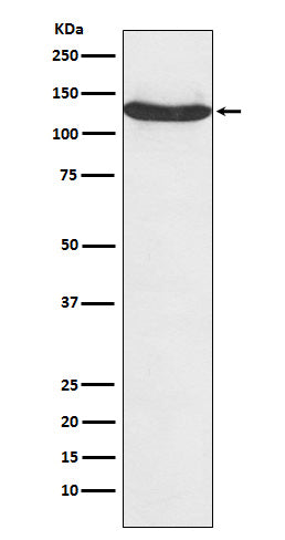 Anti-hnRNP U Monoclonal Antibody
