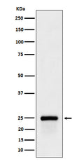 Western blot analysis of GSTA4 expression in 293T cell lysate.