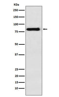 Anti-PAG Rabbit Monoclonal Antibody