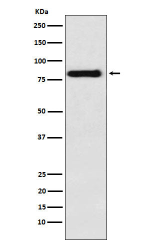 Anti-PAG Rabbit Monoclonal Antibody