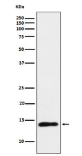 Western blot analysis of TCL1 expression in Ramos cell lysate.
