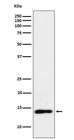 Western blot analysis of TCL1 expression in Ramos cell lysate.