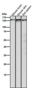 Anti-POLD1 Rabbit Monoclonal Antibody