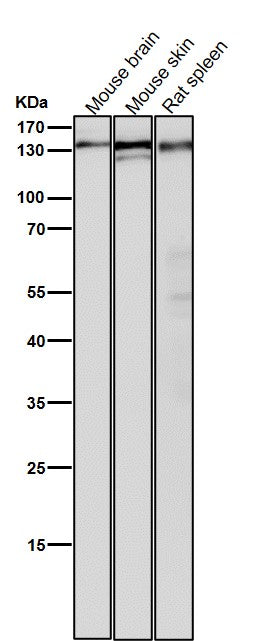 Anti-POLD1 Rabbit Monoclonal Antibody