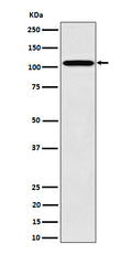Western blot analysis of Nup107 expression in 293 cell lysate.