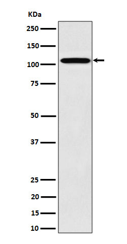 Western blot analysis of Nup107 expression in 293 cell lysate.