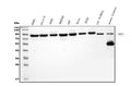 Anti-DDX1 Picoband® Antibody (monoclonal, 2D4)