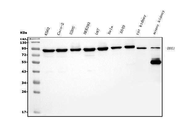 Anti-DDX1 Picoband® Antibody (monoclonal, 2D4)