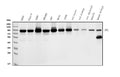 Anti-DDX1 Picoband® Antibody (monoclonal, 3I10)