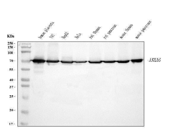 Anti-Annexin VI Antibody Picoband® (monoclonal, 4C4)