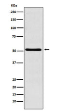 Western blot analysis of BAF57/SMARCE1 expression in Raji cell lysate.