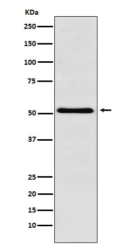 Western blot analysis of BAF57/SMARCE1 expression in Raji cell lysate.