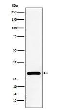 Western blot analysis of NEK6 expression in HeLa cell lysate.