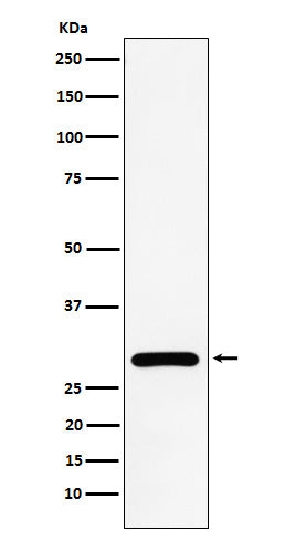 Western blot analysis of NEK6 expression in HeLa cell lysate.