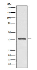 Western blot analysis of AMPK beta 1 expression in HeLa cell lysate.