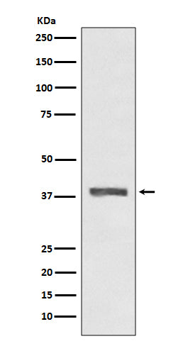 Western blot analysis of AMPK beta 1 expression in HeLa cell lysate.
