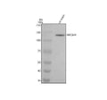 Anti-NRCAM Monoclonal Antibody