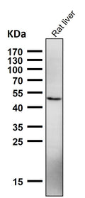 All lanes use the Antibody at 1:2K dilution for 1 hour at room temperature.