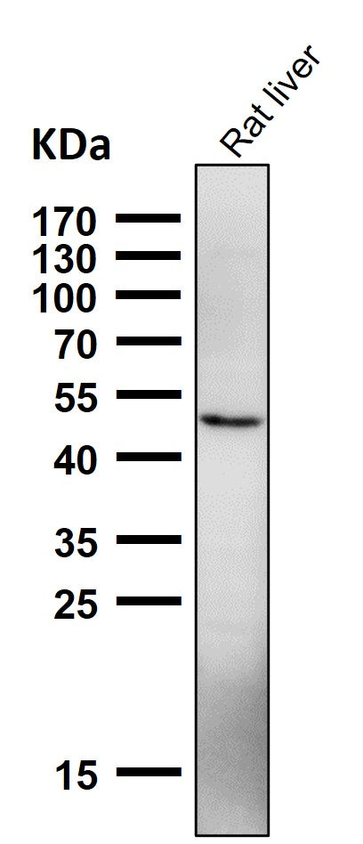 All lanes use the Antibody at 1:2K dilution for 1 hour at room temperature.
