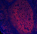Anti-CD20/MS4A1 Antibody Picoband® (monoclonal, 4I11)