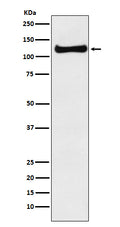 Western blot analysis of USP10 expression in A375 cell lysate.