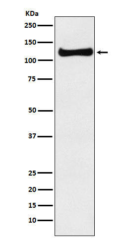 Western blot analysis of USP10 expression in A375 cell lysate.