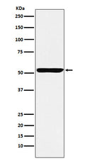 Western blot analysis of Nuf2 expression in HeLa cell lysate.