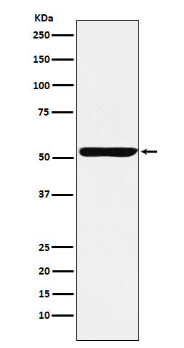 Western blot analysis of Nuf2 expression in HeLa cell lysate.