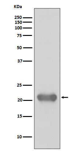 Western blot analysis of Smac/Diablo expression in Jurkat cell lysate.
