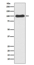 Western blot analysis of CDC5 expression in HeLa cell lysate.