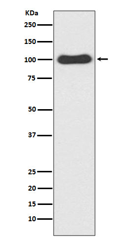 Western blot analysis of CDC5 expression in HeLa cell lysate.