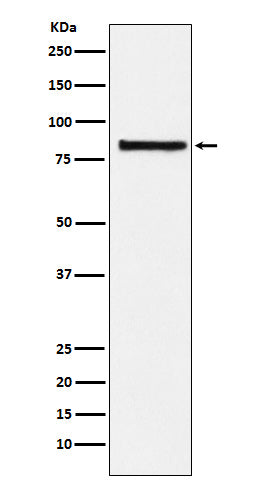 Western blot analysis of eIF2B epsilon expression in Hela cell lysate.