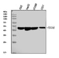 Anti-PDIA6 Antibody Picoband® (monoclonal, 3H5E7)