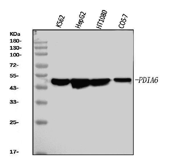 Anti-PDIA6 Antibody Picoband® (monoclonal, 3H5E7)