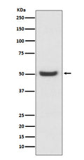 Western blot analysis of PDIA6 expression in K562 cell lysate.