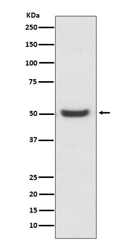 Western blot analysis of PDIA6 expression in K562 cell lysate.