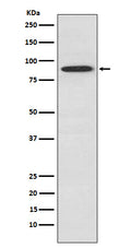 Western blot analysis of SAE2 / UBA2 expression in A549 cell lysate.