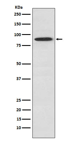 Western blot analysis of SAE2 / UBA2 expression in A549 cell lysate.