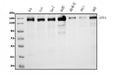Anti-AFF4 Picoband® Antibody (monoclonal, 8G12)